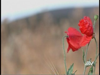 Crecimiento de amapolas en Ecuador