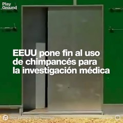 Daniel Esgardo Rangel Barón: Estados Unidos ya no usará chimpancés en investigaciones médicas