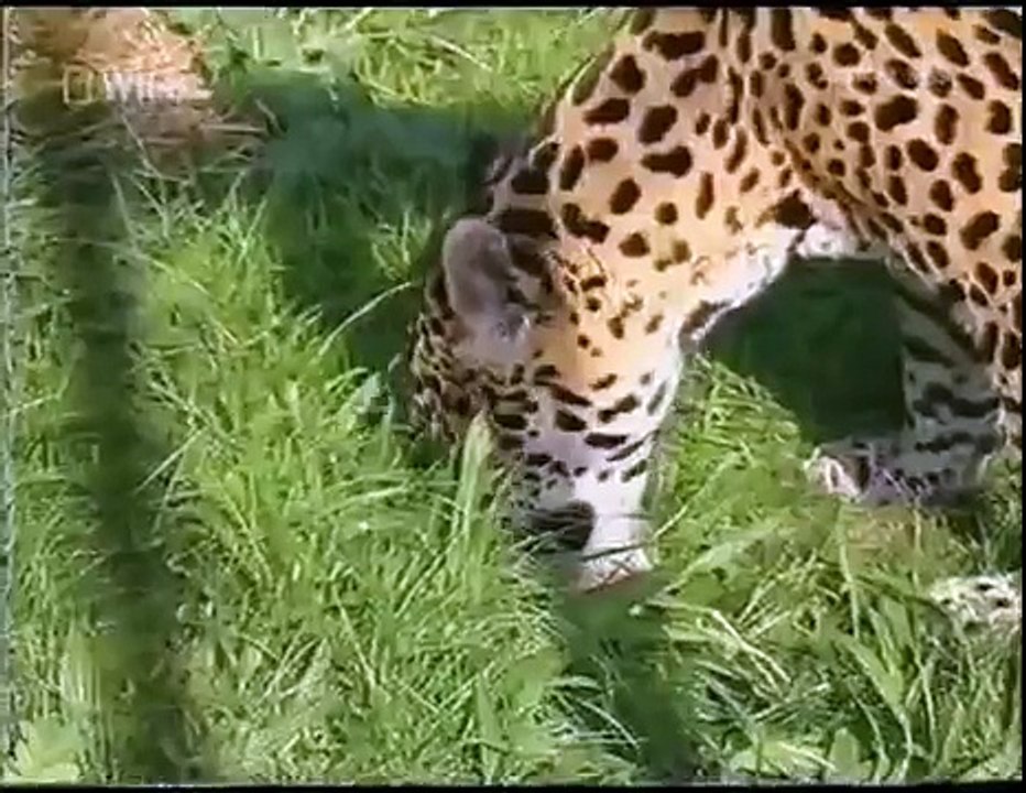 Real fight twoo lion versus jaguar