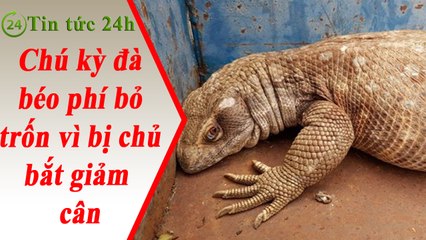 Tin Tức 24h - chú kỳ đà béo phì bỏ trốn vì bị chủ nhân bắt giảm cân