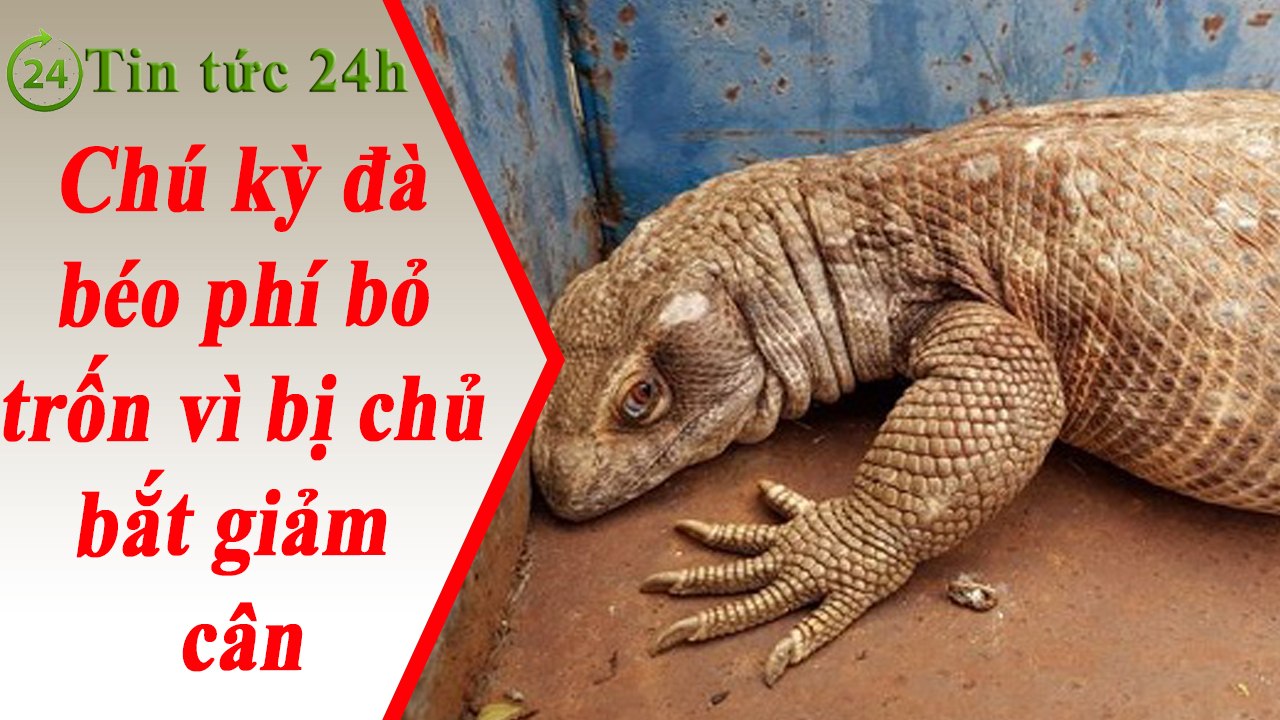 Tin Tức 24h - chú kỳ đà béo phì bỏ trốn vì bị chủ nhân bắt giảm cân