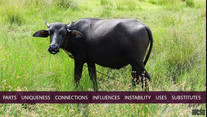 What Can Studies Disclose? (Part 4)