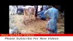 Cow qurbani Dangerous qasai aanari barsati funny video 2016