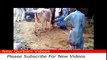 Cow qurbani Dangerous qasai aanari barsati funny video 2016