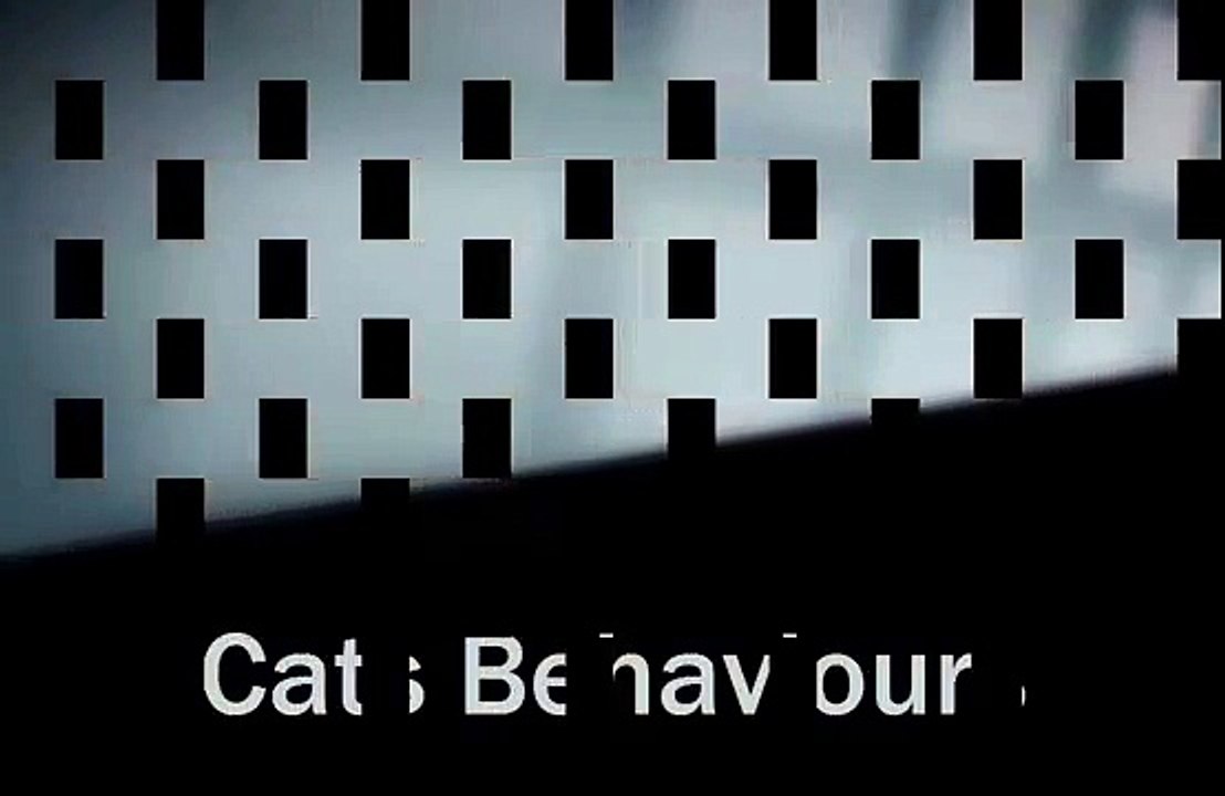 Cats are always funny- part 2