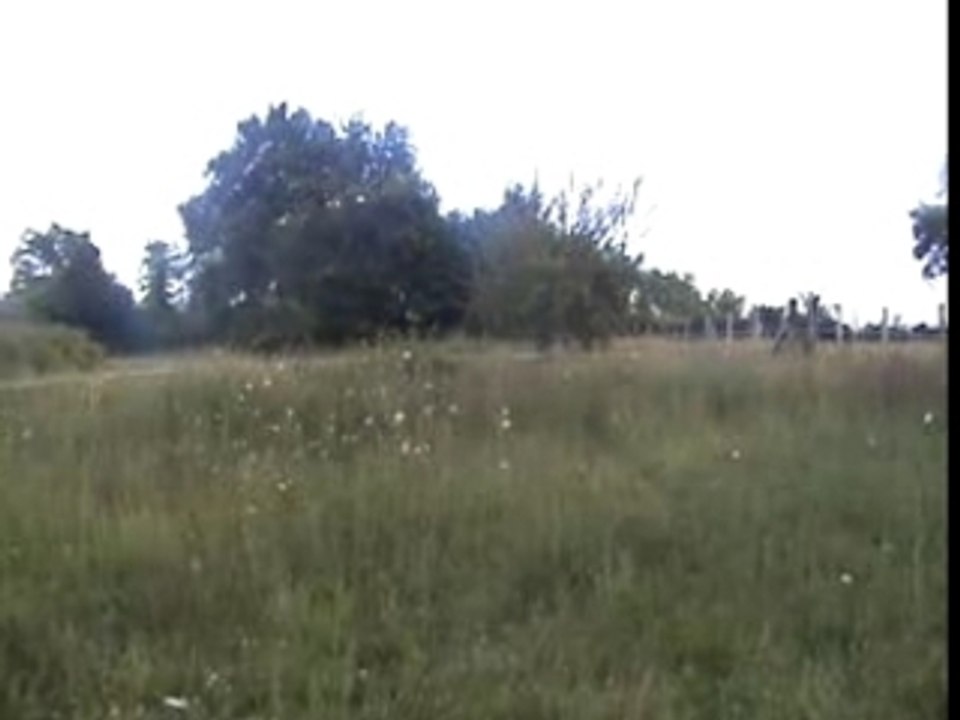 beagles à la chasse
