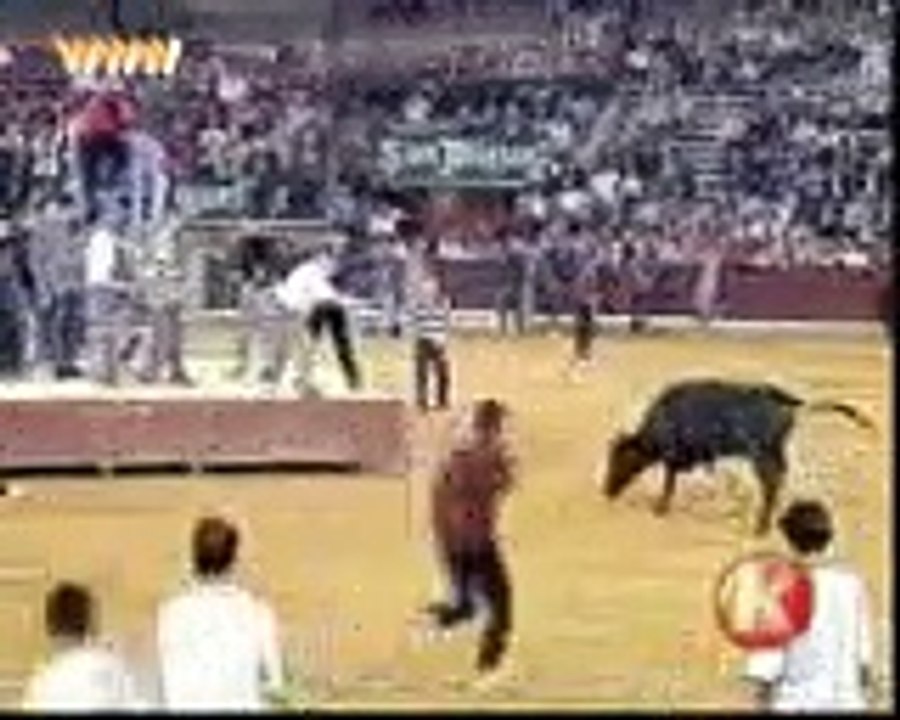 cow fight