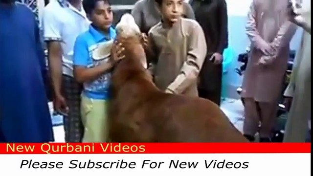 Dumba Bakra qurbani 2016 - eid ul edha 2016 - New Qurbani Videos 2016