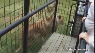 Tourists locked in cage for close encounter with hungry lions