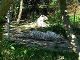 Tigres blanc parc des Félins 77