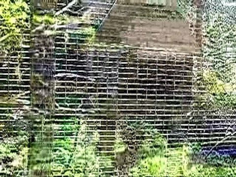 Ocelots parc des félins 77