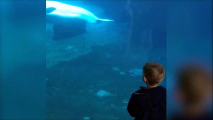 Ce beluga veut manger le gamin! Peur de sa vie à l'aquarium