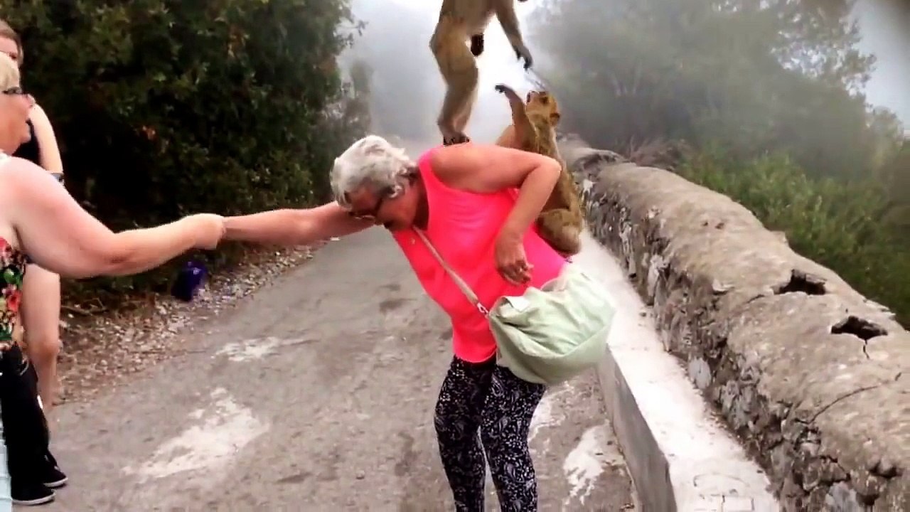 Des singes prennent cette mamie pour un perchoir..