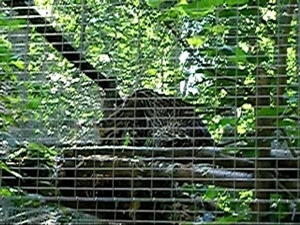 Ocelots parc des félins 77 (2)