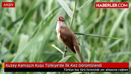 Kuzey Kamışçın Kuşu Türkiye'de İlk Kez Görüntülendi