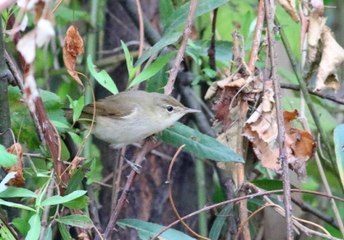 Kuzey Kamışçın Kuşu Türkiye'de İlk Kez Görüntülendi