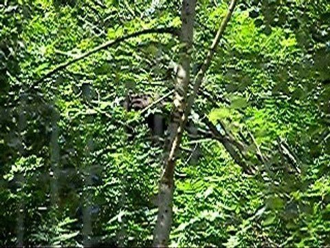 Panthères noires parc des félins 77