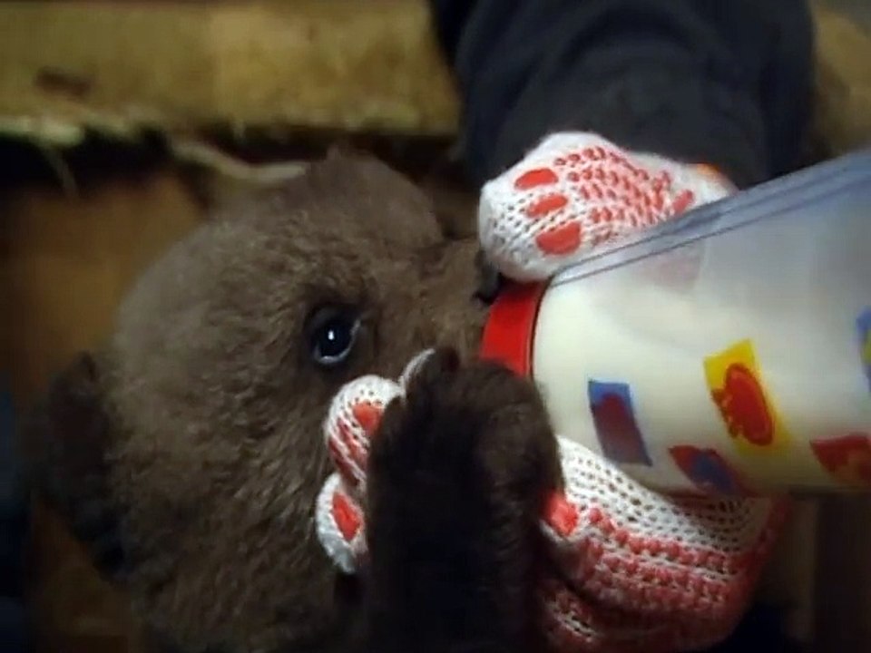 Boris the cute baby bear