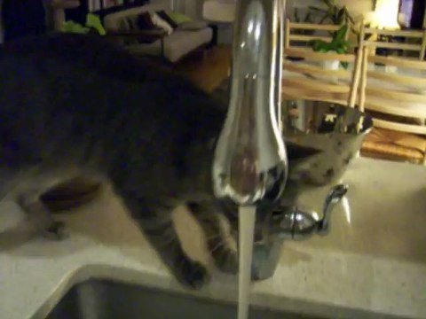 Cat Shower 2 (Woody Style, very funny and cute) 修行猫ウッディーのシャワー2