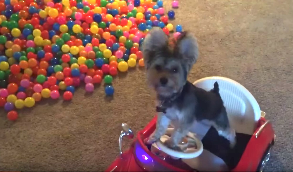 La vie de rêve d'un chien dont le maitre a gagné au loto