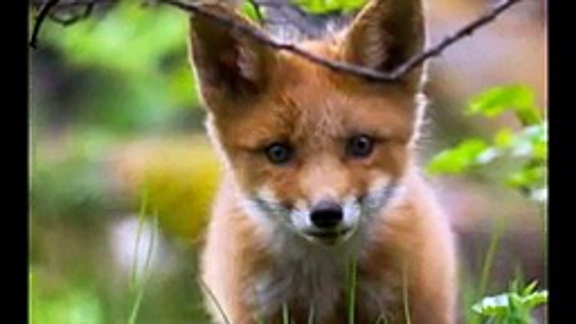 Cute animals - Amazing animals