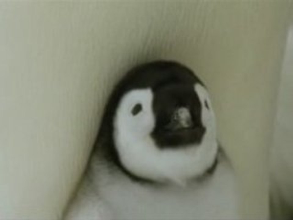 La Marche de l'Empereur (Bande-annonce) en HQ