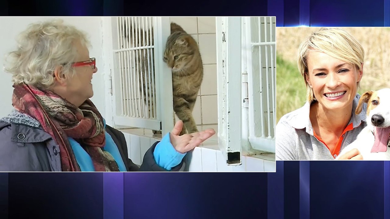 Hausse du nombre d'animaux abandonnés à la SPA: "Chaque année, c'est de pire en pire"