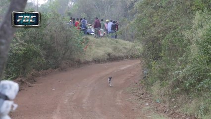 Le chien le plus chanceux du monde !