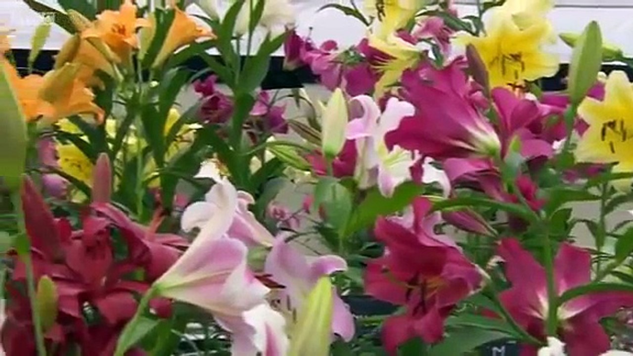 Watch RHS Show Tatton Park 2015 S01E01 HD