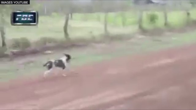 Alors qu'il traversait un rallye, un chien échappe par miracle à la mort