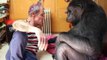 Red Hot Chili Peppers' bassist Flea meets Koko the gorilla