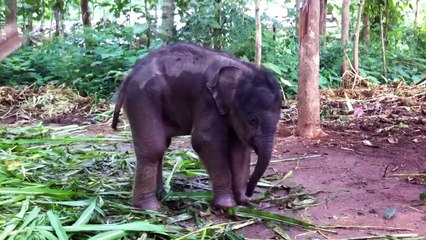 Cute baby elephant playing with trunk