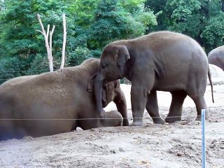 Cute baby elephant rides his mother