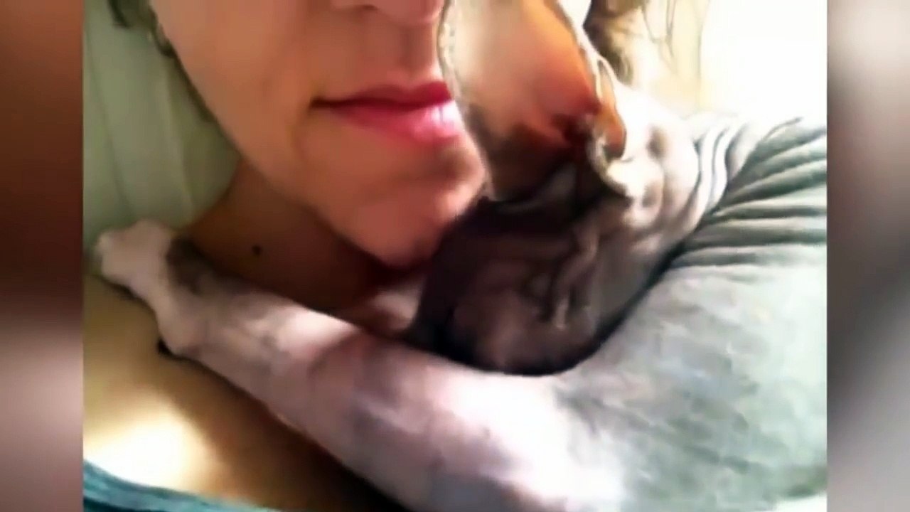 Cute Cats Demand Hugging And Petting Compilation 2015