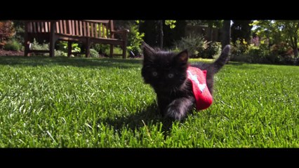 CUTE KITTENS FLY IN SLOW MOTION!