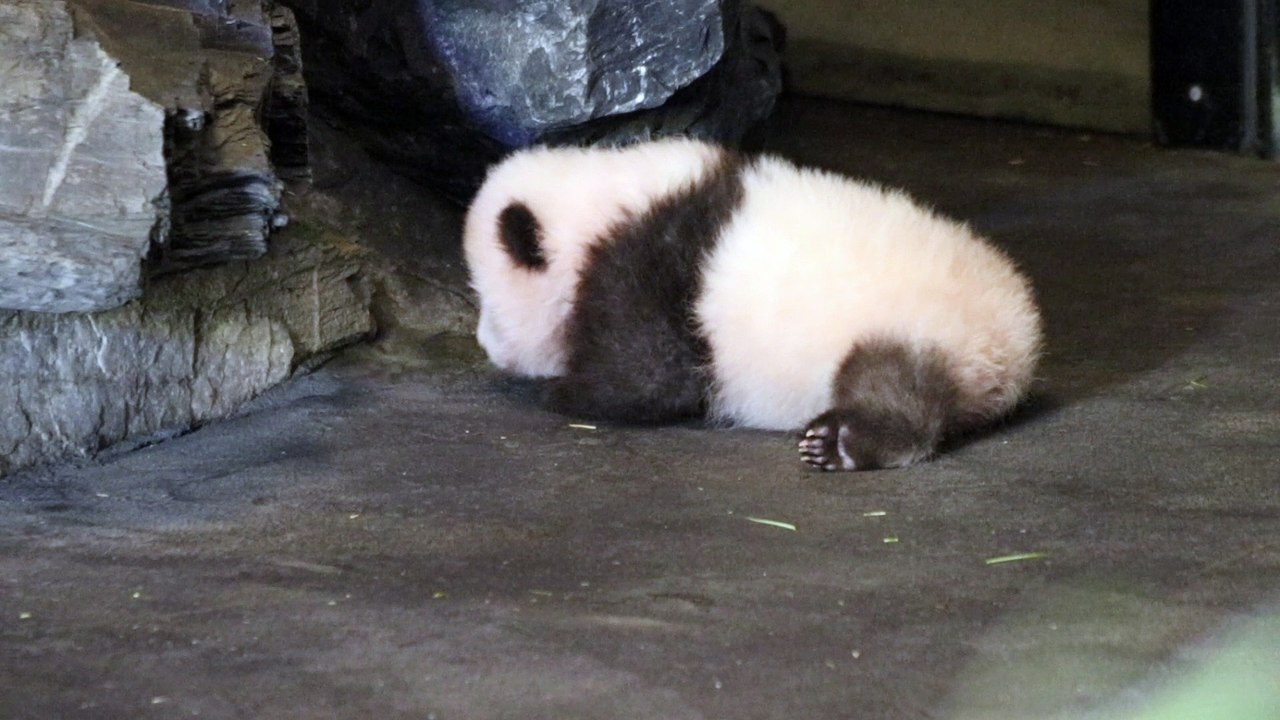 Les premiers pas du bébé panda à Pairi Daiza