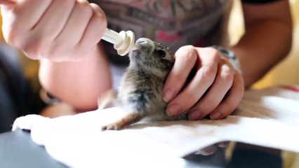 Cute Wild Cottontail Rabbit Enjoying his Milk