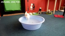 FCAP Videos #3 - Cute Kitten Loves Water !    Funny Cats in Water  Video