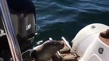 (2) Poursuivi par un groupe de 12 orques, ce phoque nage comme un fou pour grimper sur un bateau