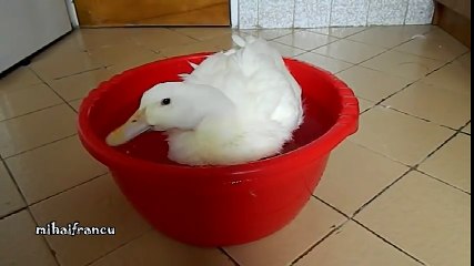 I Am a Cute Duck AWW
