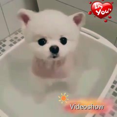 It s SPA time ！For Cute Dog (so comfortable, I m sleepy)