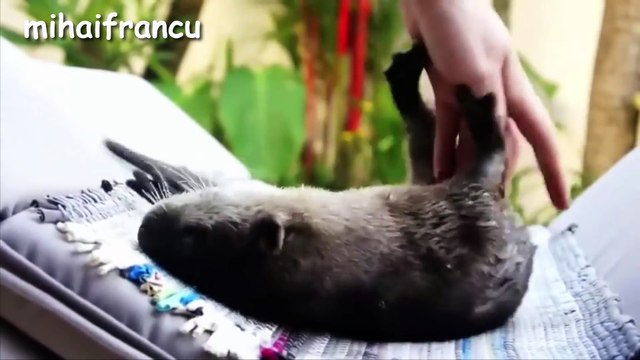 Otter - A Cute Otters And Funny Otters Videos Compilation NEW HD