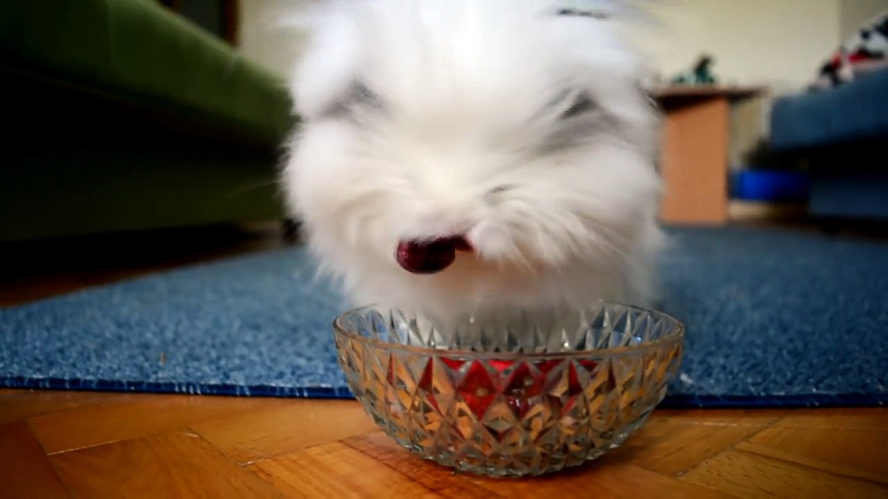Rabbit Eating Strawberries & Cherries (Cute Rabbit Eating Raspberries)