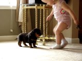 Rottweiler puppy Tennessee howling, cute Rottweiler puppy