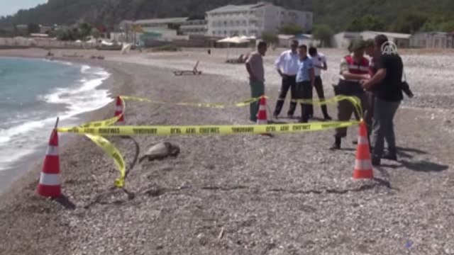 Kemer Sahilinde Ölü Caretta Caretta Bulundu