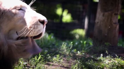 Très rare : naissance d'un lionceau dans un zoo de Hongrie