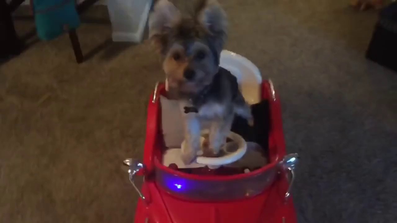 Son maitre a gagner au loto et ce chien a une vie de rêve! ahaha