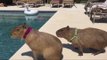 Pair of Capybaras Enjoy a Poolside Date
