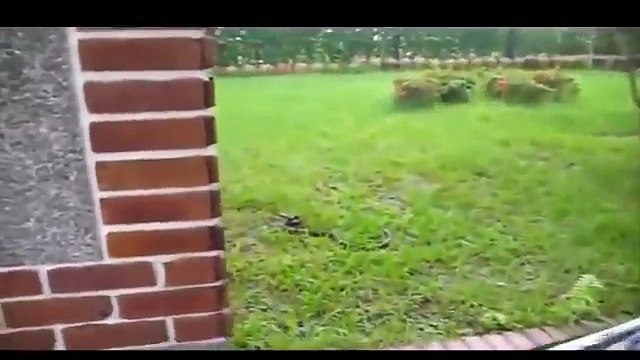Most Amazing Wild Animals Attacks #24 Big Battle Animals Fight - Giant Anaconda attacks Dog
