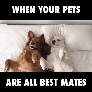 Tous ces chiens et chats sont les meilleurs amis du monde
